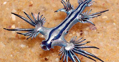 Blue Glaucus