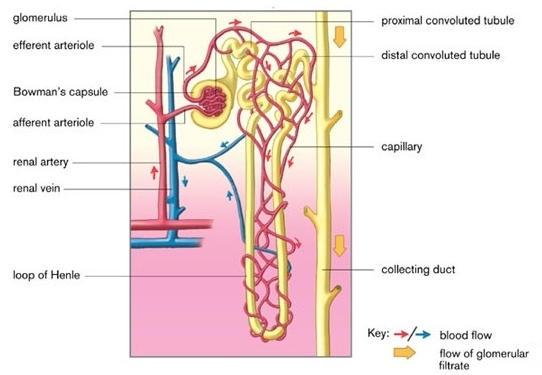 Kidney Tube
