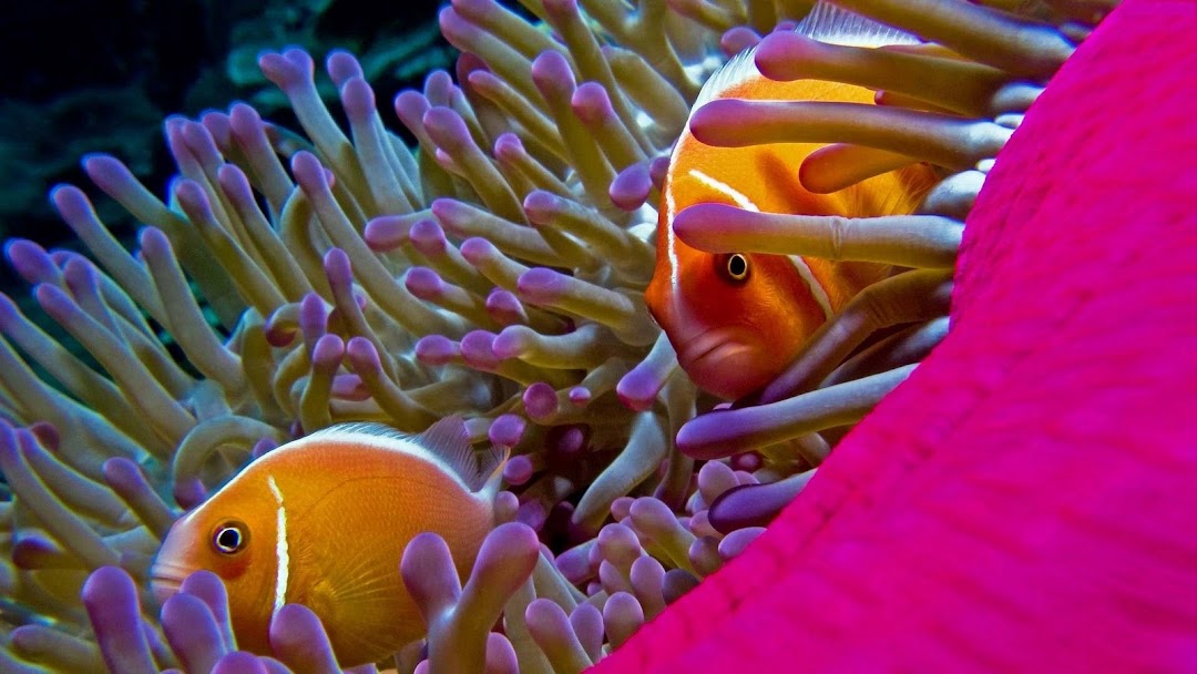 Fish HD Wallpapers