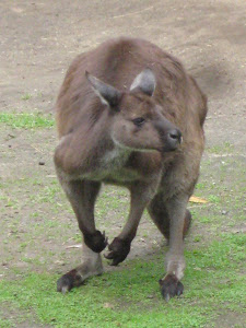 Kangaroo up close!