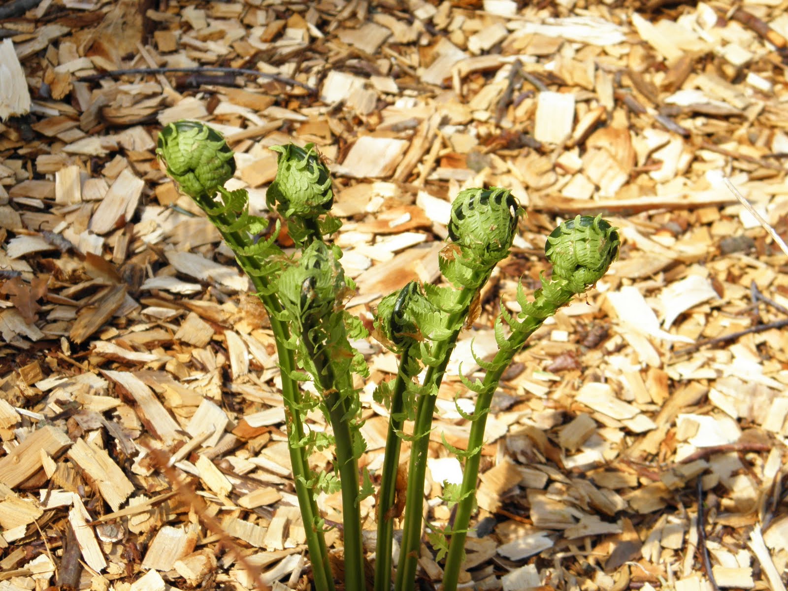 Good Things by David: Wonderful Ostrich Ferns