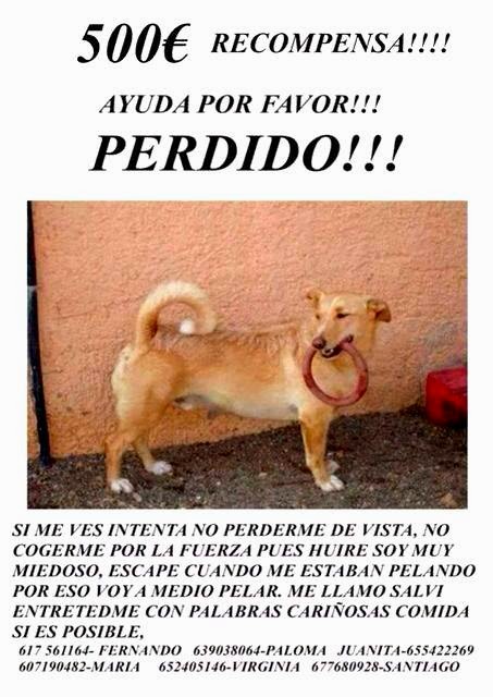 AYUDA PARA ENCONTRAR A SALVI