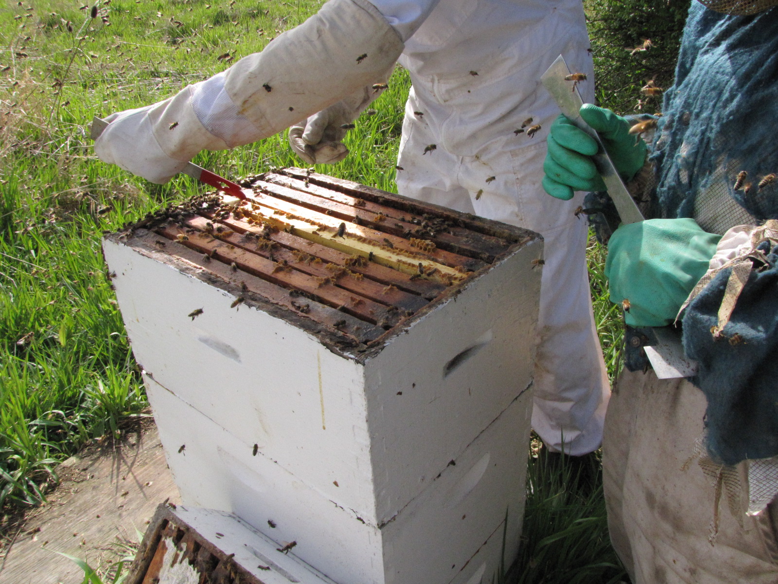 Cornell University Master Beekeeping Program