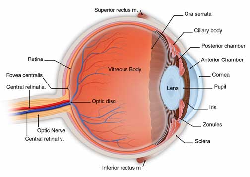 eye structure download eye structure download