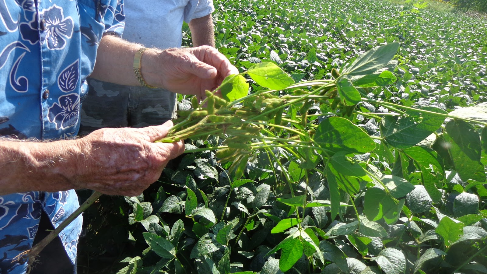 HyMark High Spots 118 Bushel Soybeans