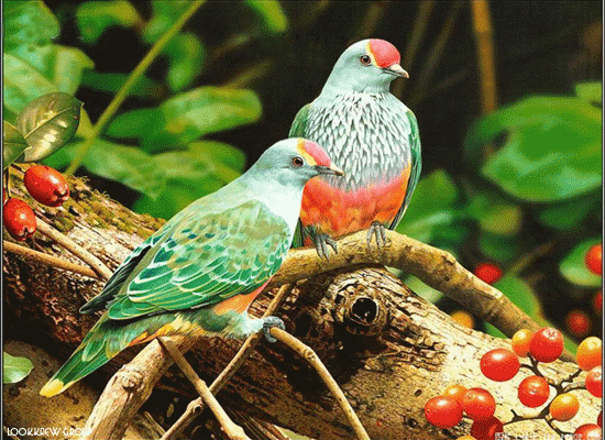 Unduh 67 Gambar Burung Indah Bergerak Keren Gratis