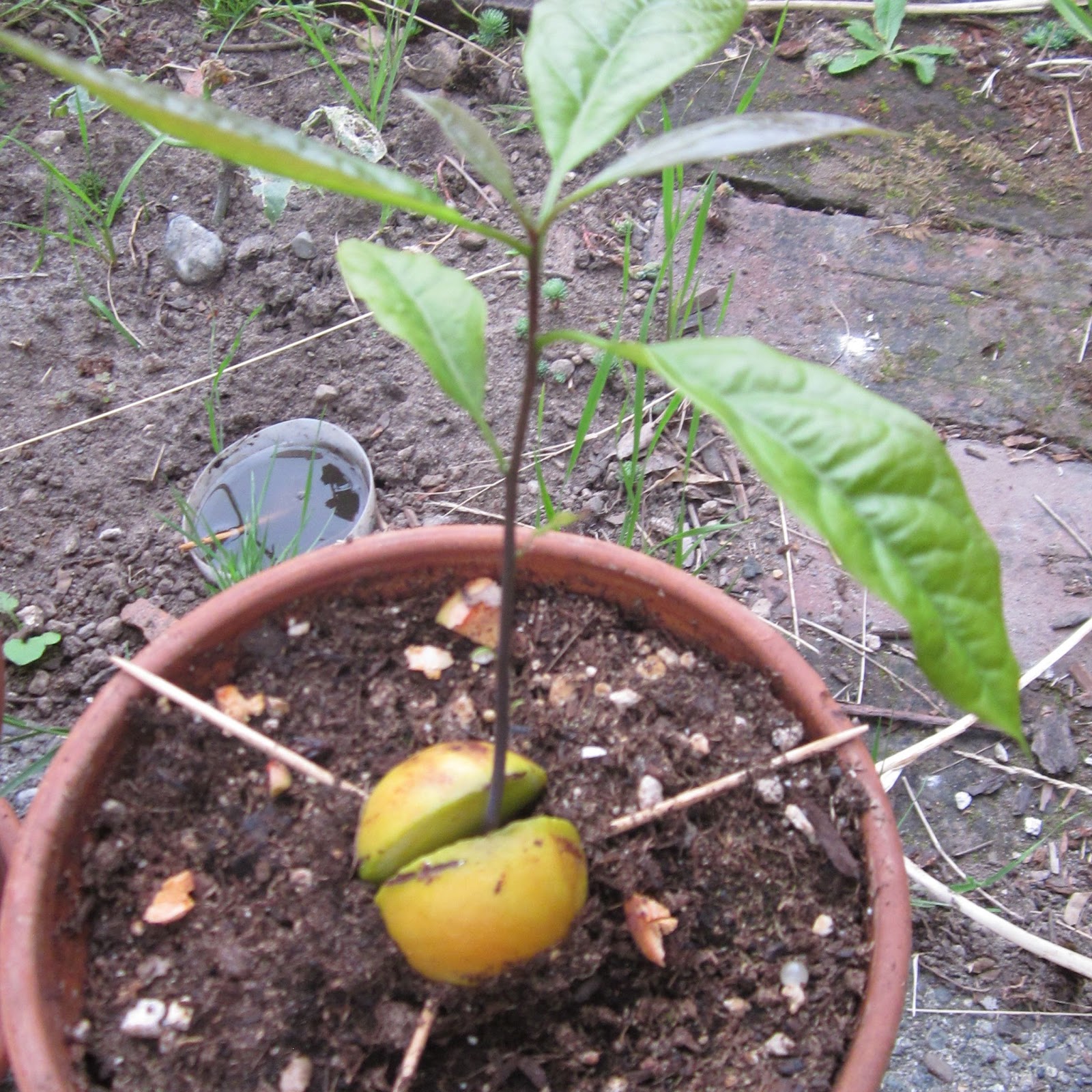 Avocado Seed Plant