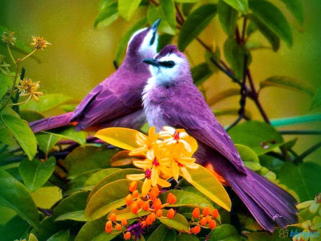World Top 10 Most Beautiful Birds Reflection of Creative ideas