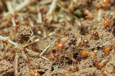 أهمية النمل الأبيض في المنظومة البيئية والأضرار الإقتصادية وطرق المكافحة الفعالة (الجزء الثالث)