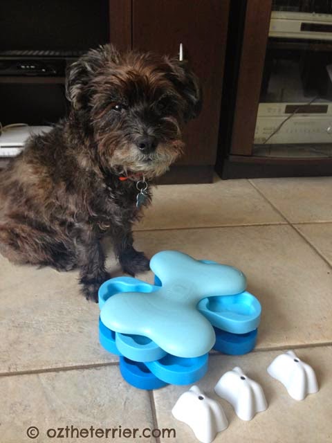 Oz the Terrier Top Posts of 2014 Nina Ottosson Dog Tornado activity toy