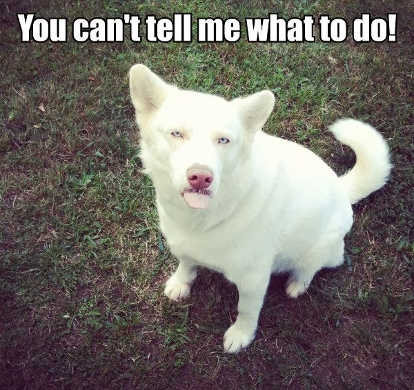 30 Funny animal captions part 18 (30 pics) Amazing Creatures