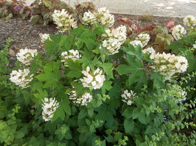 Hydrangea Vanille Fraise Jpg Hydrangea Wallpaper