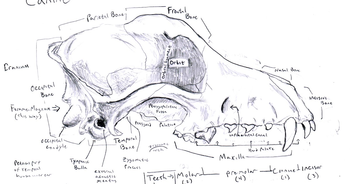 Chuck Does Art: Canine Osteology: Skull