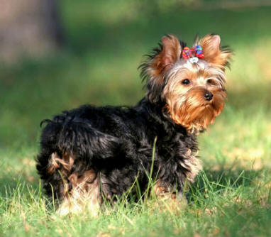 Yorkshire Terrier puppy cut pictures,dog breed images,photos,images 