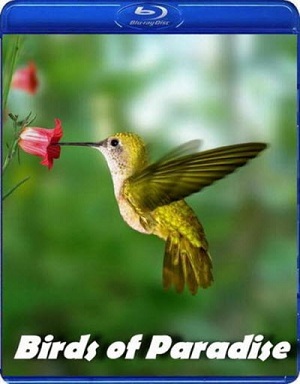 Birds of paradise-hd