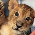 Russia: Woman took a nine-month lioness on a train as a domestic cat.