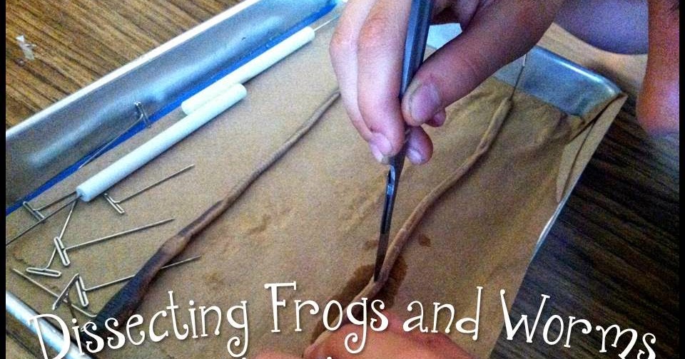 AppleSlices Dissecting Frogs and Worms