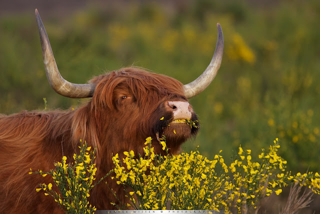 Schotse Hooglander eet van Brem - Scottish Highlander eating Broom flowers - Bos Taurus ss