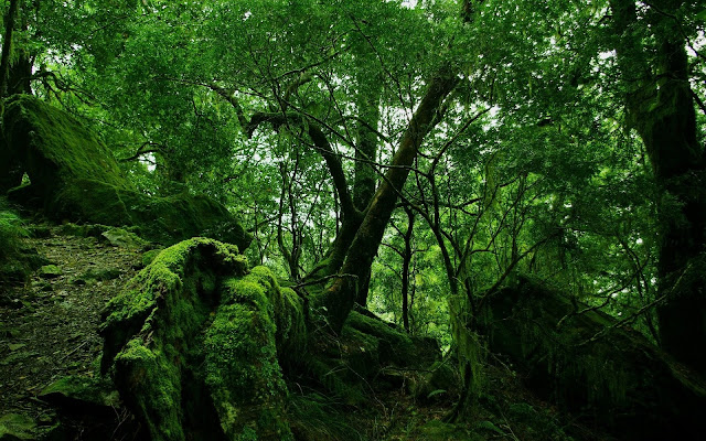 10 Negara Pemilik Hutan Terluas di Dunia 10 Negara Pemilik Hutan Terluas di Dunia, Hutan terluas didunia, hutan terlebat didunia, arti hutan, definisi hutan, apa itu hutan, hutan adalah