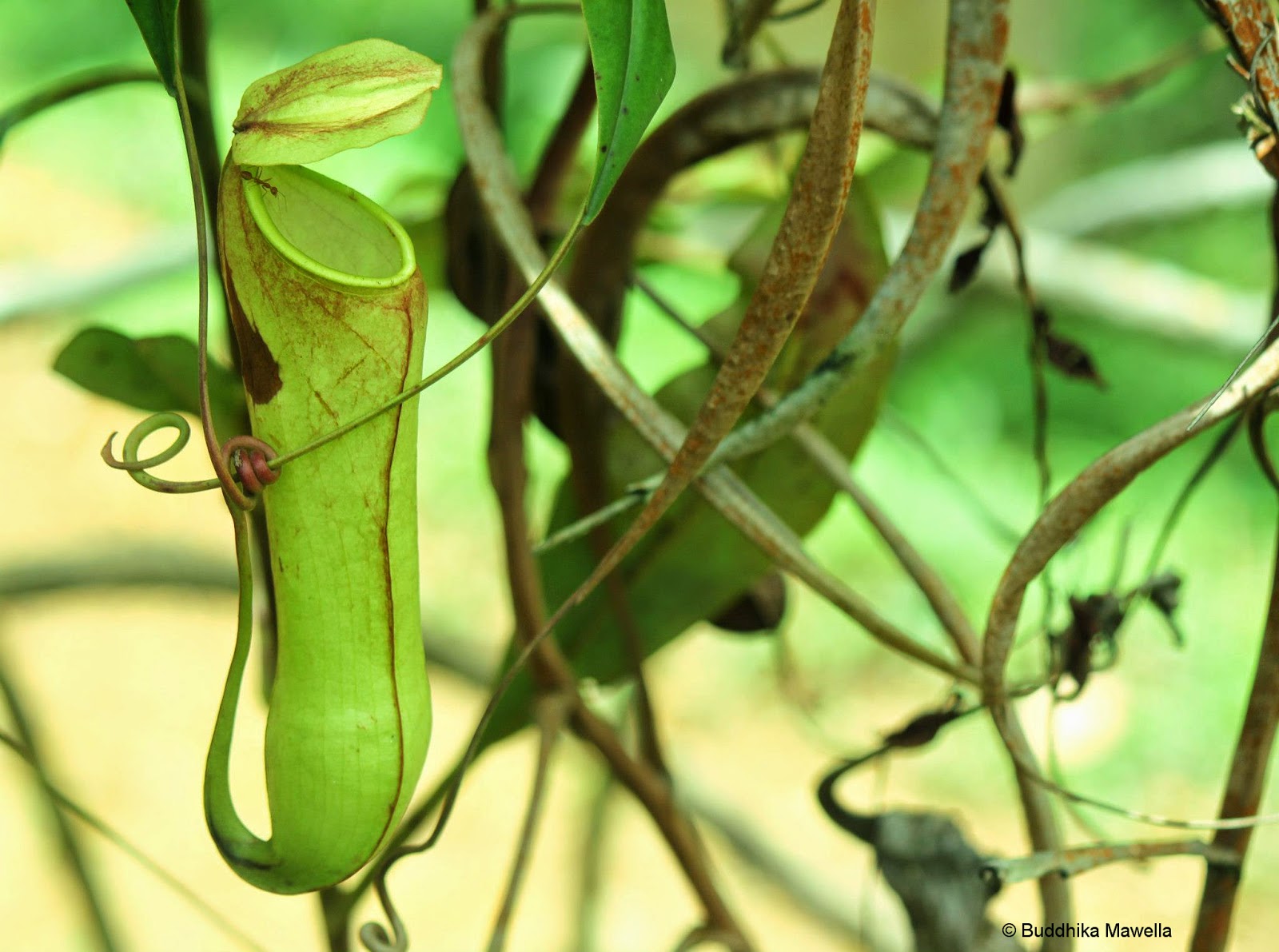Lanka Nature Summary Pitcher plant (Nepenthes distillatoria)
