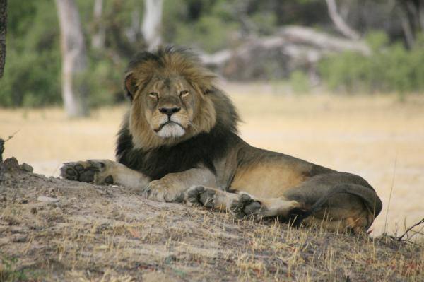 Los leones de Sirio