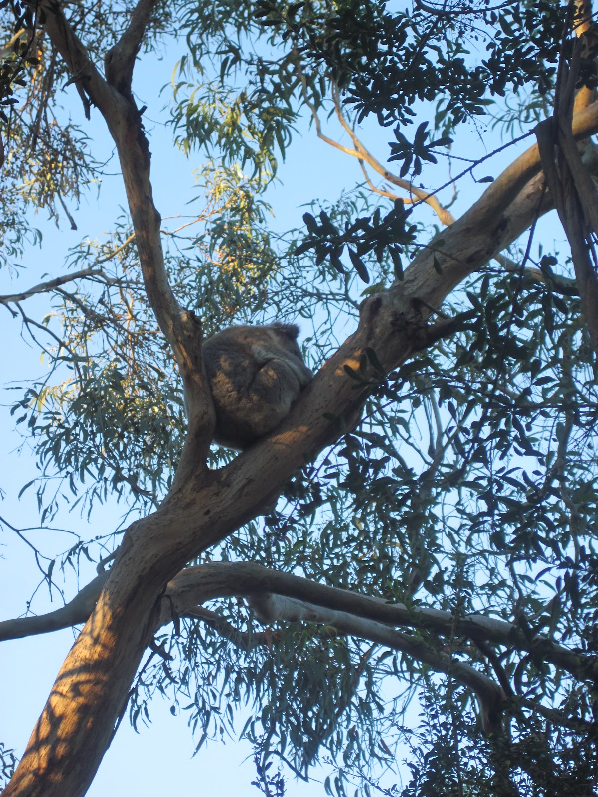 Original Tucker The Mouse And Chester Cricket From Yankee Doodle