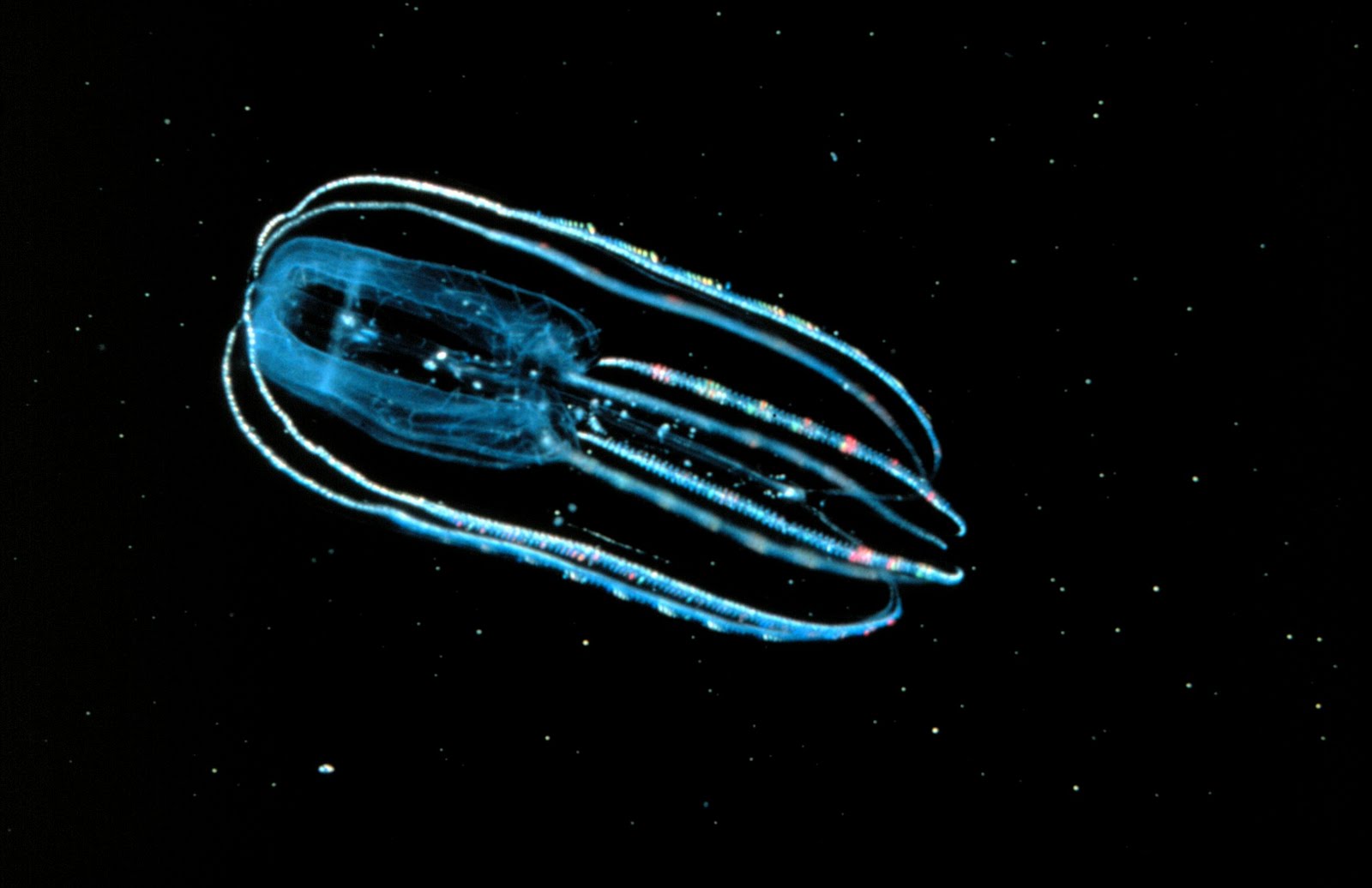 Comb Jellies Aquatic Animals