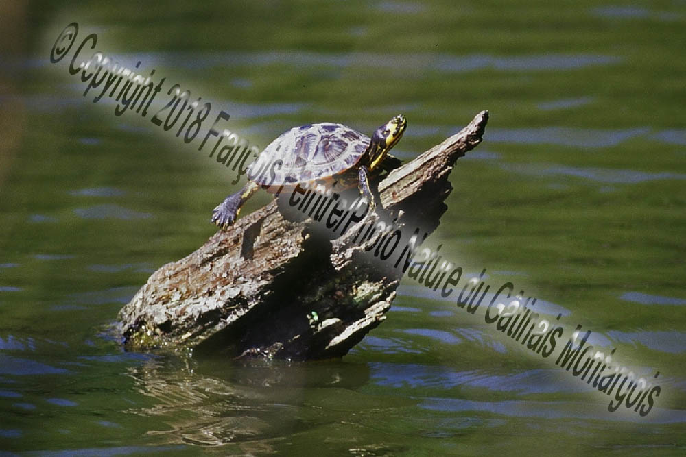 Tortue exogène !