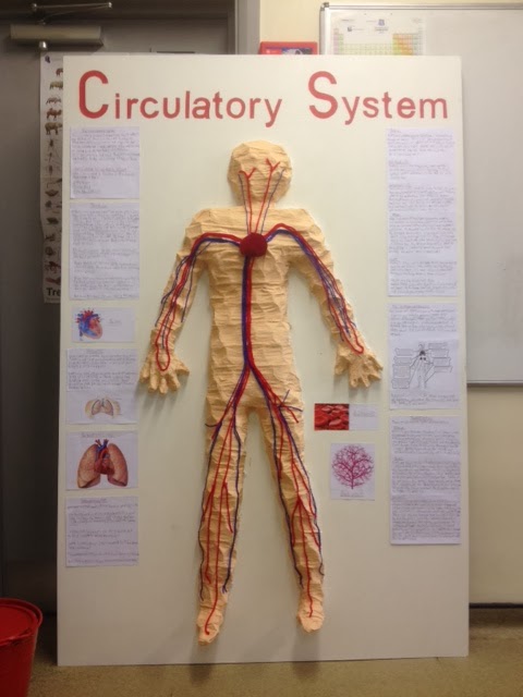 Chailey School News: Year 8 Research the Human Circulatory System