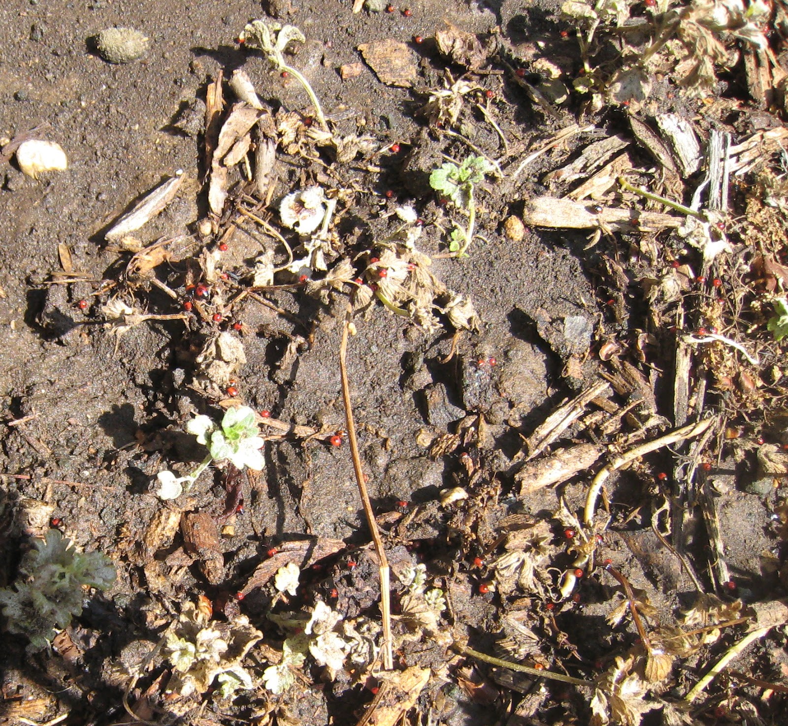 Texas Urban Homestead Beneficial Insect Success!