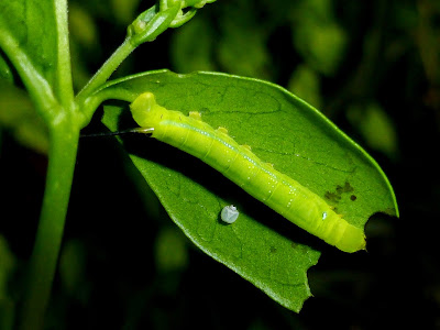 Daphnis nerii caterpillar Daphnis nerii caterpillar
