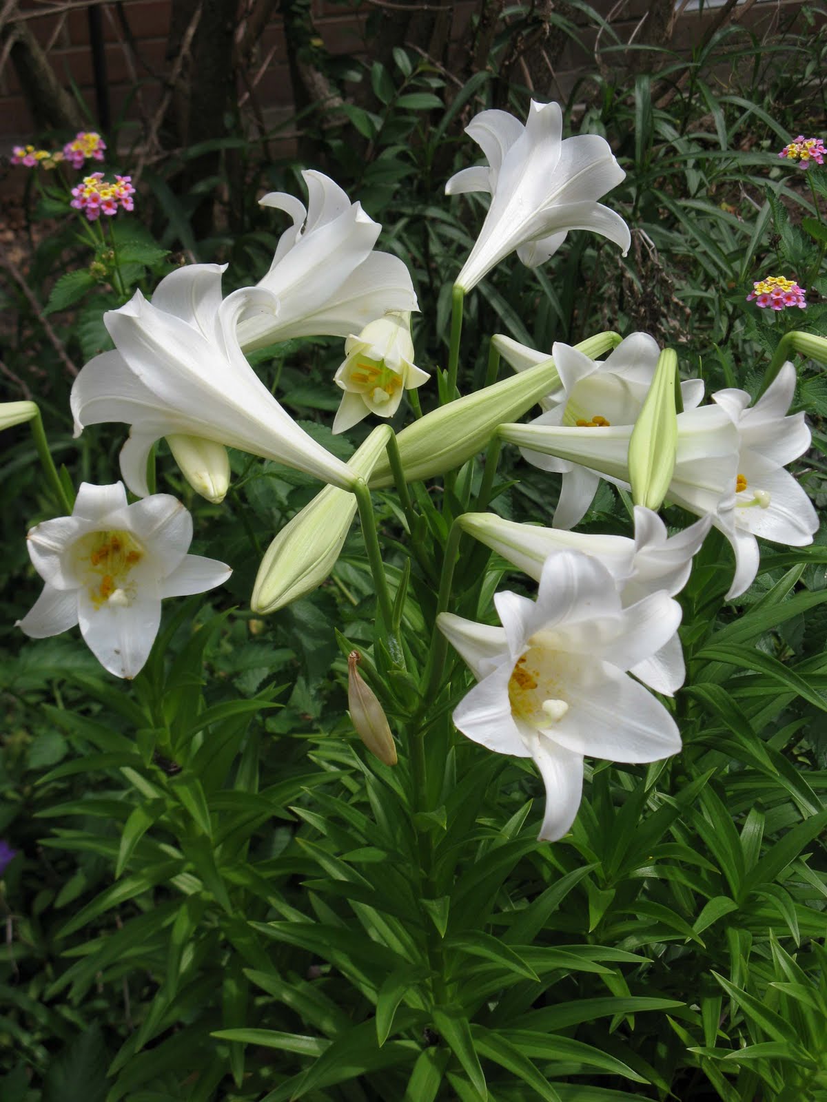 TRUTH IS CRYING by Suzy Kassem Easter Lilies
