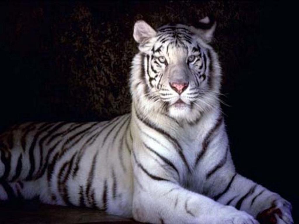Amazing White Tiger Wallpaper Wallpaper & Pictures