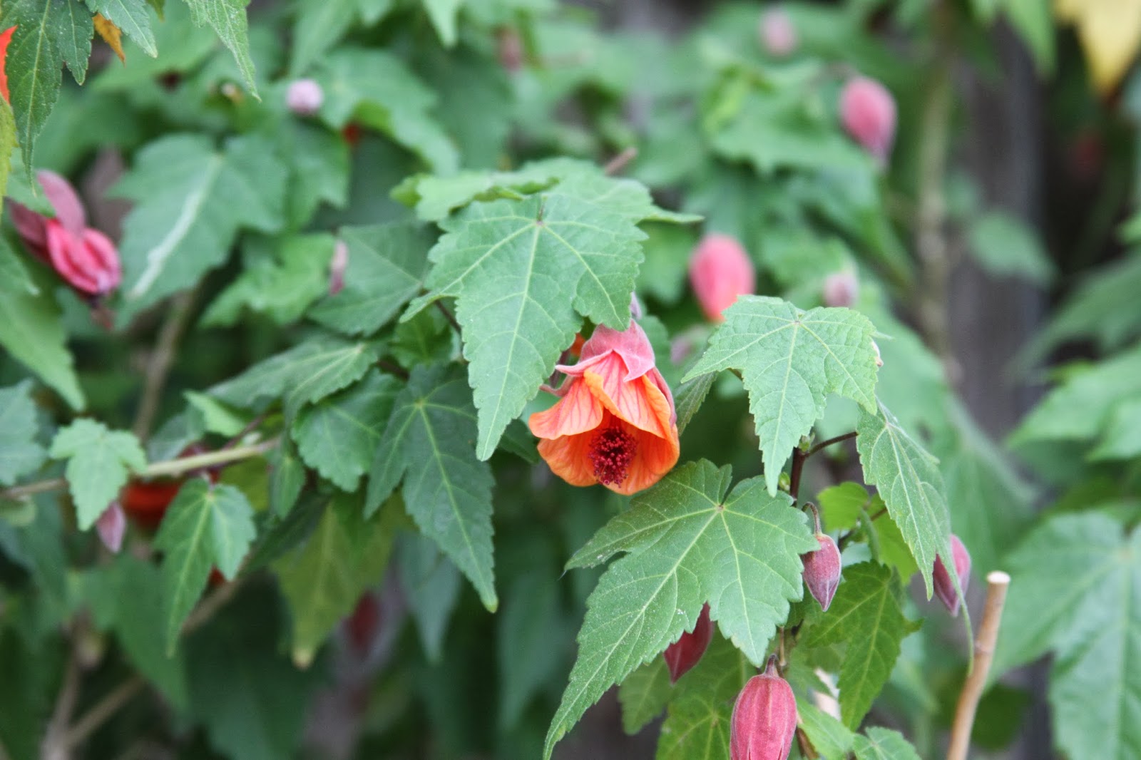 Flowering Maple is Abutilon