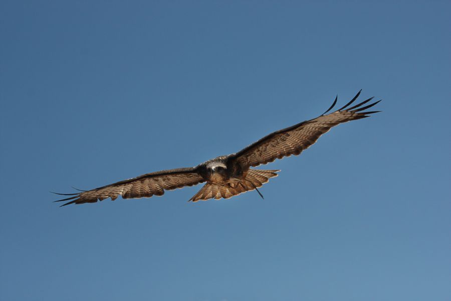 Common Buzzard Animal Wildlife