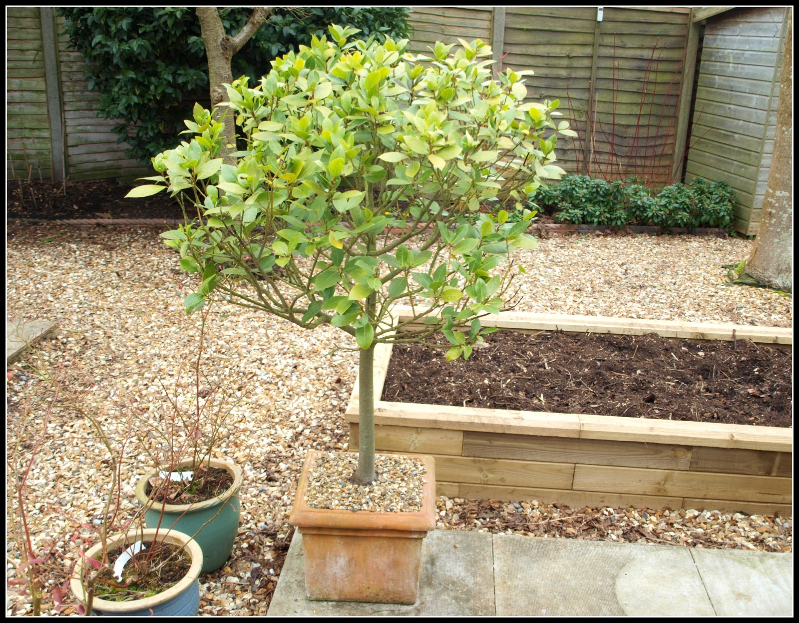 Mark's Veg Plot Repotted Bay trees a success story