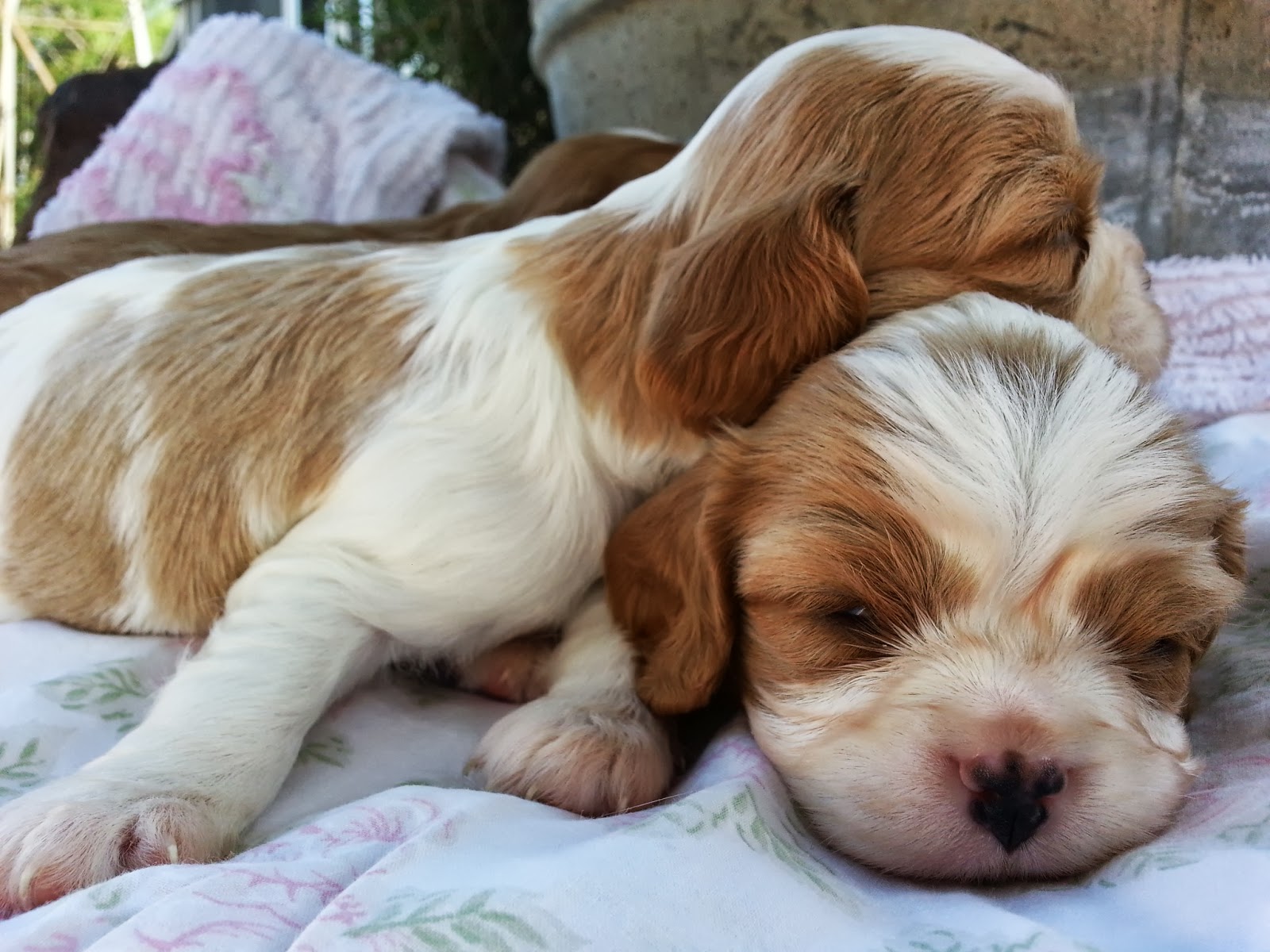 Daddykirbs Farm: Cavalier King Charles Spaniel Puppies