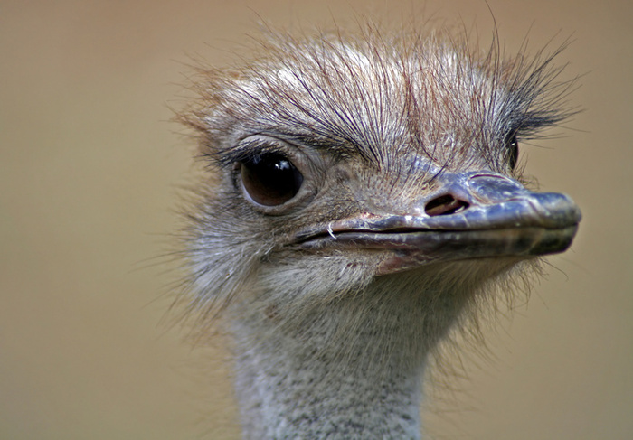 Photo Of Ostrich