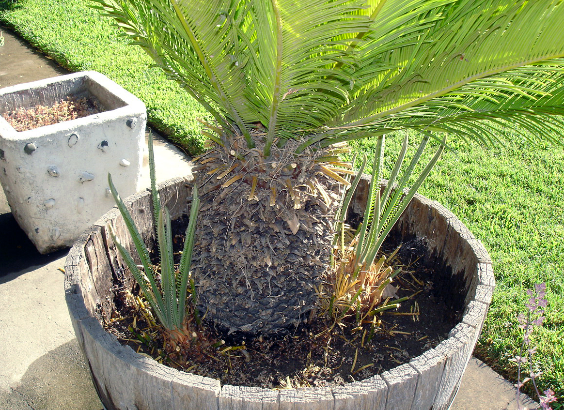 Brad's Tropical Paradise What to do with a sago palm that has gotten