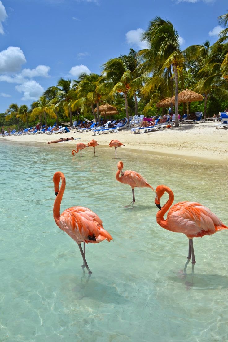 Flamingo Beach - Renaissance Island, Aruba | Beauty and Fashion lover