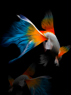 Asha 501 Tips & Tricks: Here is all Homescreen and Lockscreen wallpapers for Your Nokia Asha