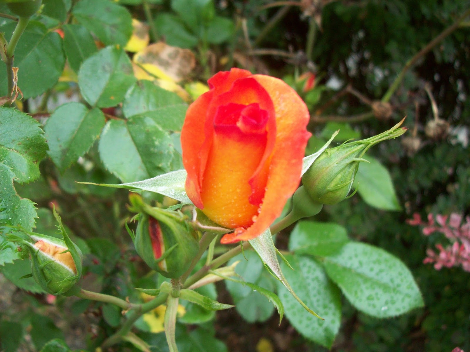 Roses For All Seasons Growing Climbing Roses Makes A Beautiful