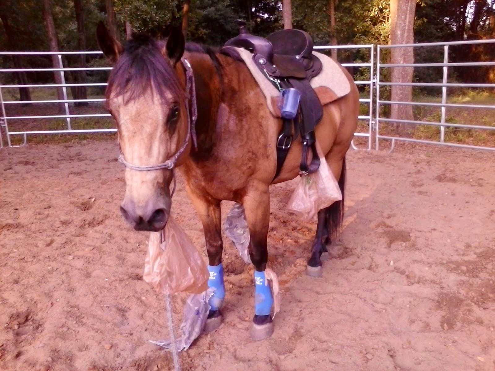 Ed, Quarter Horse Gelding,, Was very spooky, and is a wonderful riding partner now.