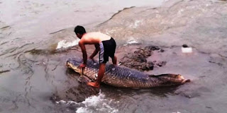 ikan raksasa ikan raksasa