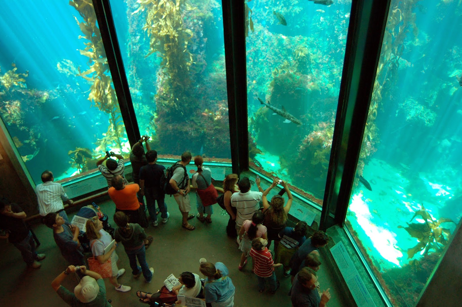 Ornamental fish keeping: 10 Largest Aquariums in the World