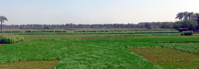 The field in Nile