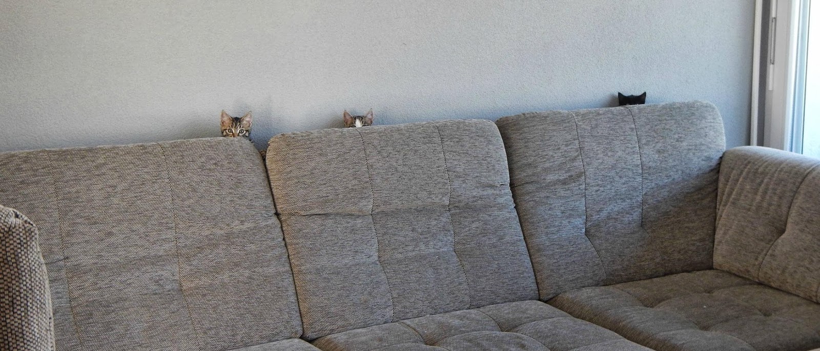 kittens-hiding-behind-couch.jpg