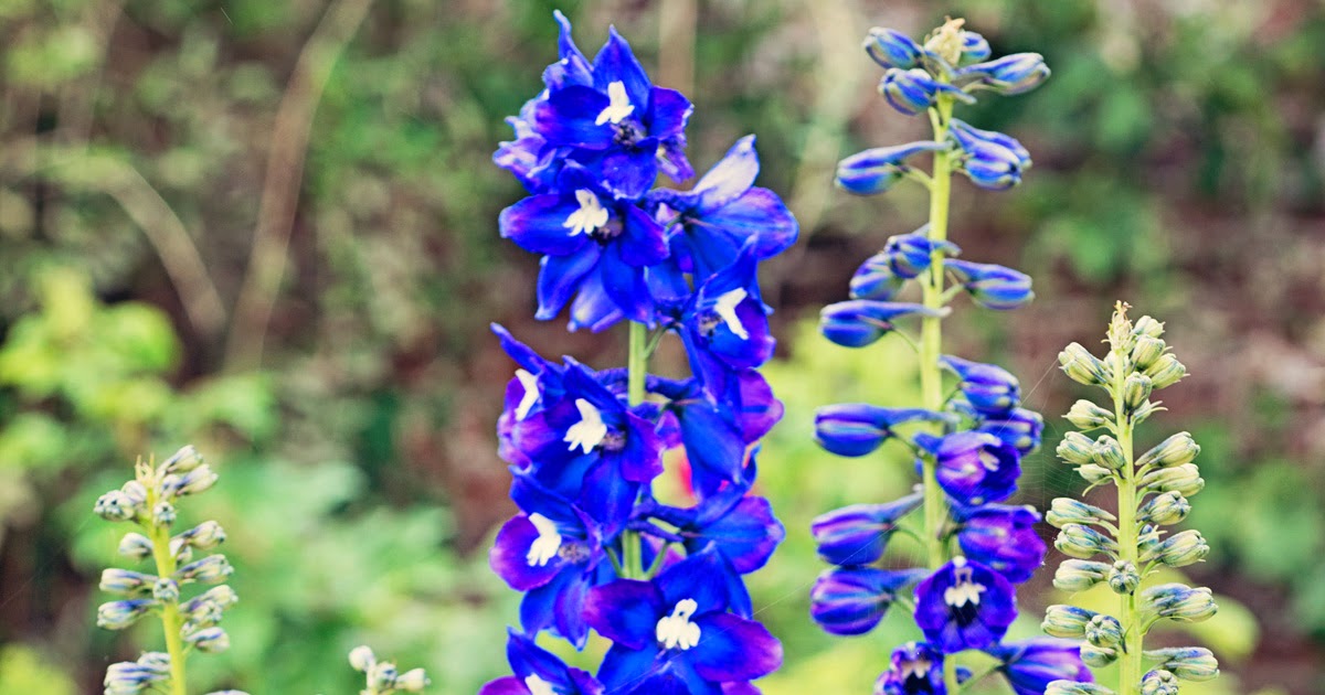In and Out of the Garden Birth Flower for July Delphinium (Larkspur)