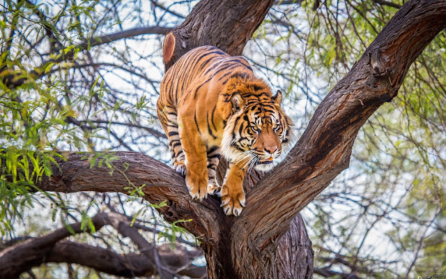Tiger In A Tree