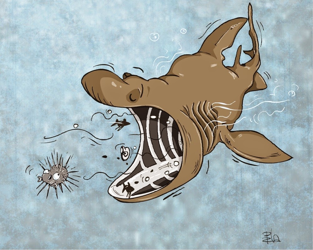 The Best Shark Dive in the World!: Feeding Basking Sharks!